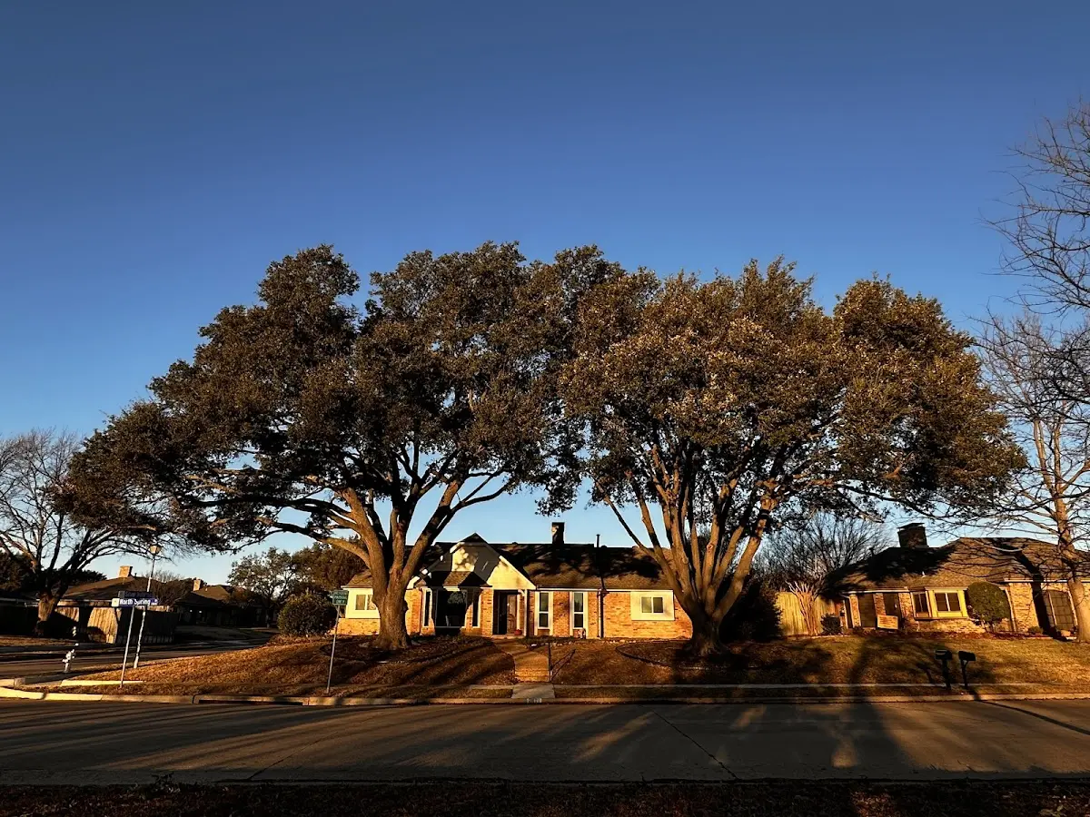 Established residential canopy tree shading a home in Hazel Hurst
